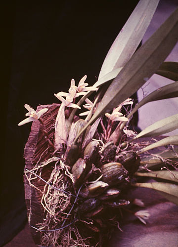 Maxillaria parkeri